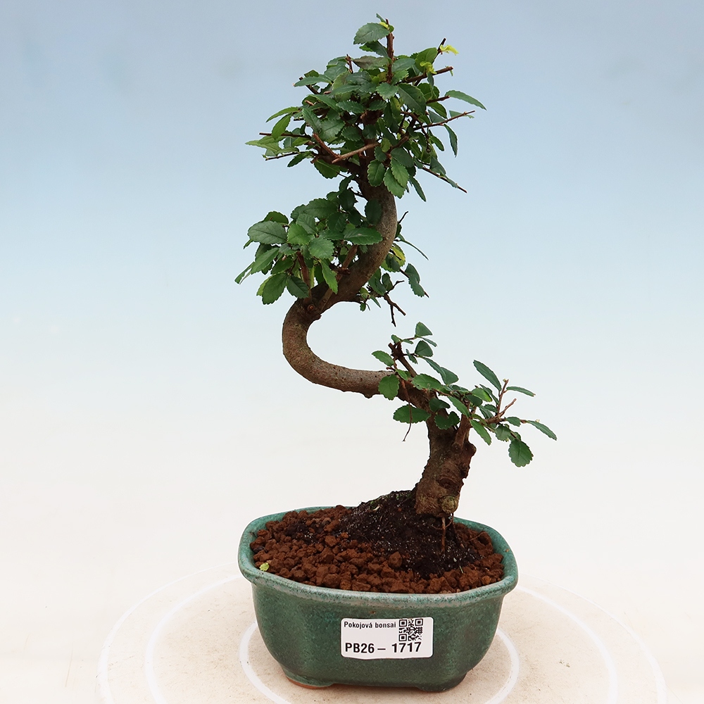 Room bonsai - Ulmus parvifolia - Small-leaved elm