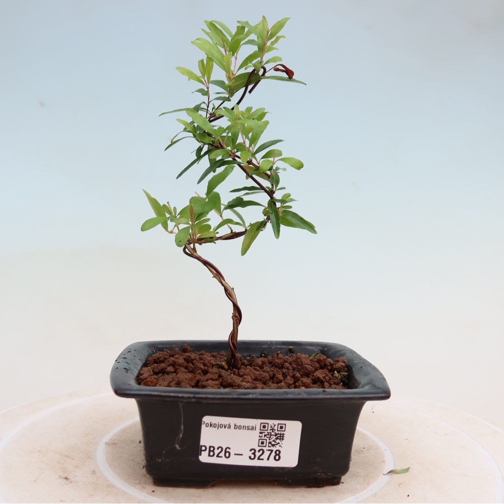 Room bonsai-PUNICA granatum nana-Granate apple