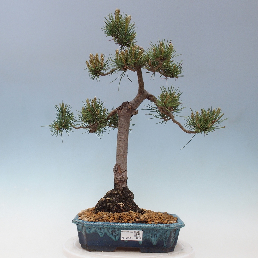 Outdoor bonsai - Pinus Sylvestris - Scots pine