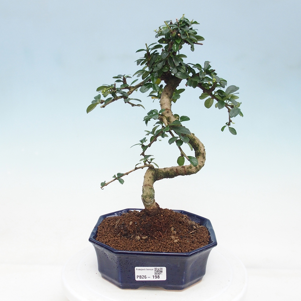Room bonsai - Carmona macrophylla - Tea fuki