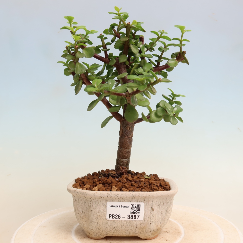 Room bonsai - Portulakaria Afra - Tlustice