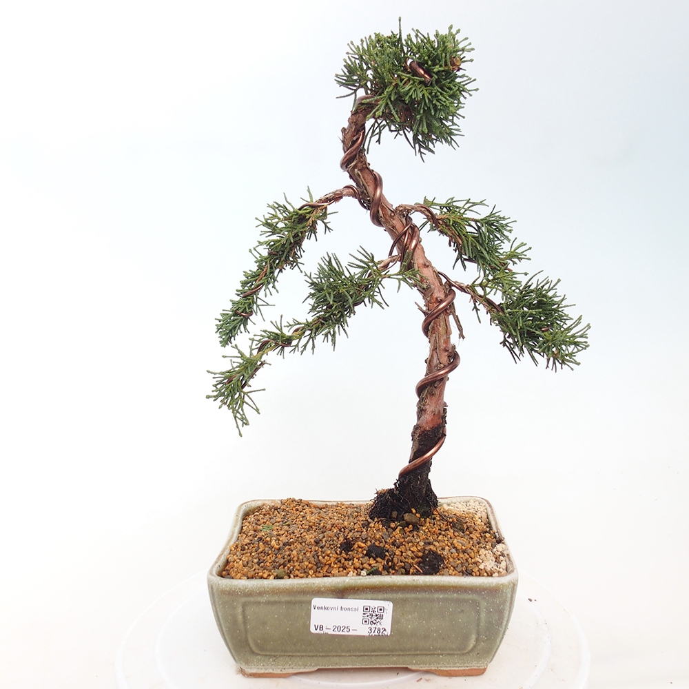 Outdoor bonsai - Juniperus chinensis Kishu