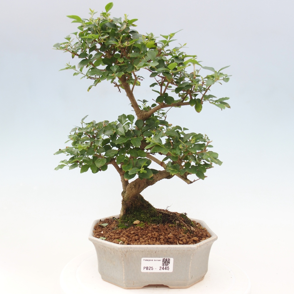 Indoor bonsai -Ligustrum chinensis - Bird's beak