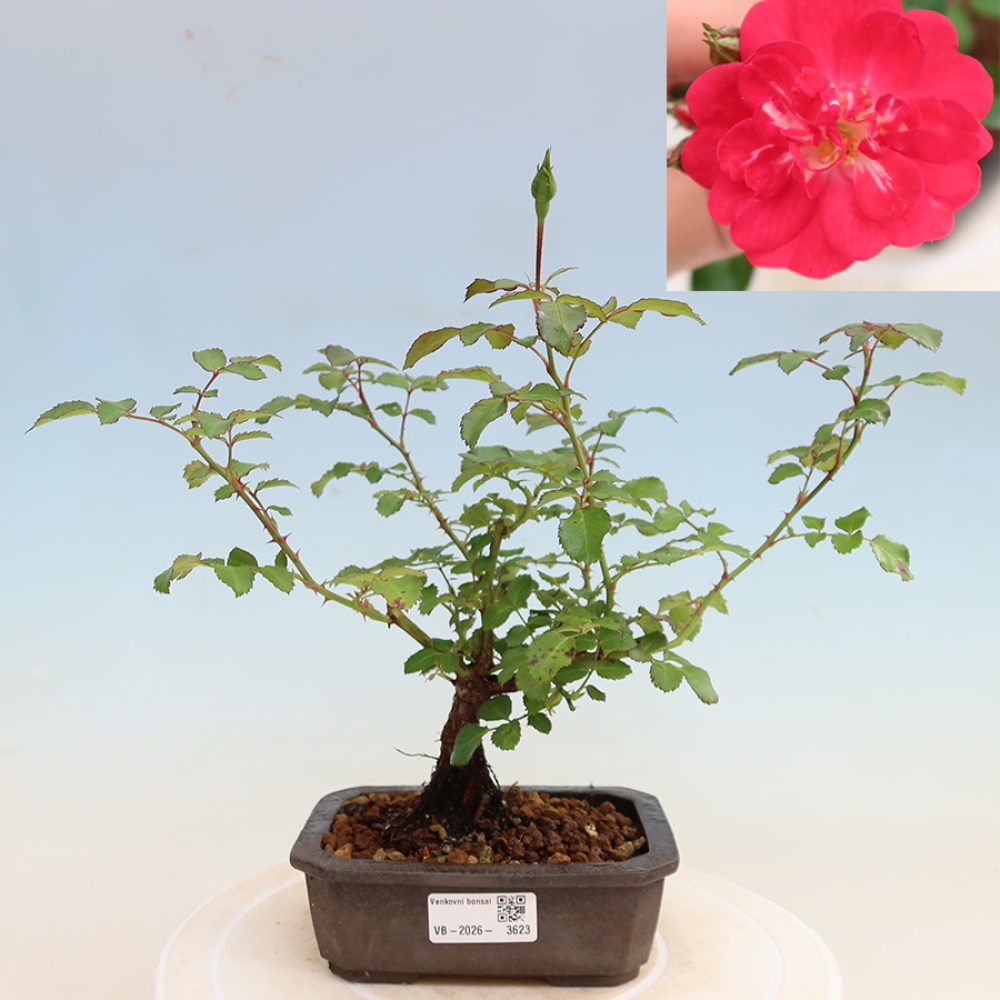 Outdoor Bonsai - Rosa Kordes - Rose