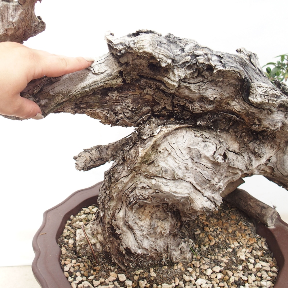 Indoor bonsai - Olea europaea sylvestris - European small-leaved olive oil