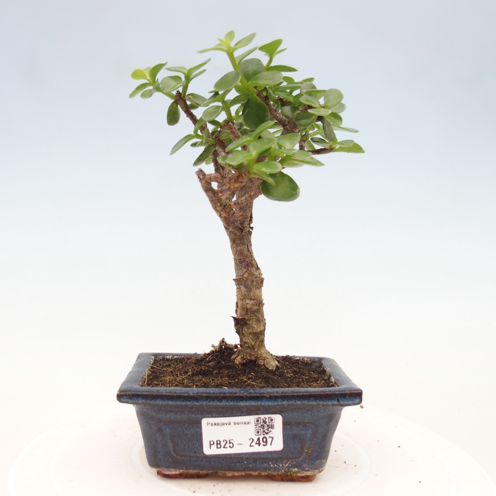 Indoor bonsai - Portulakaria Afra - Tlustice