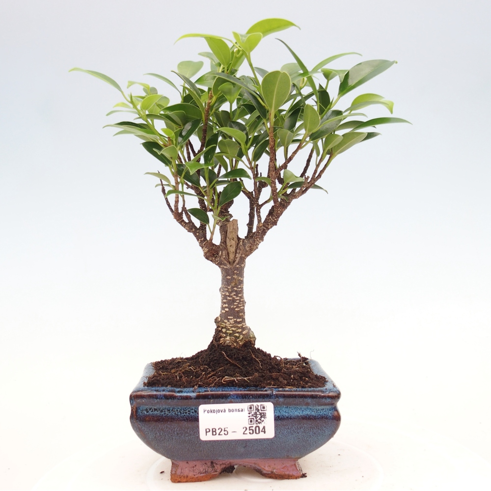 Indoor bonsai - Small-leaved ficus - Ficus kimmen