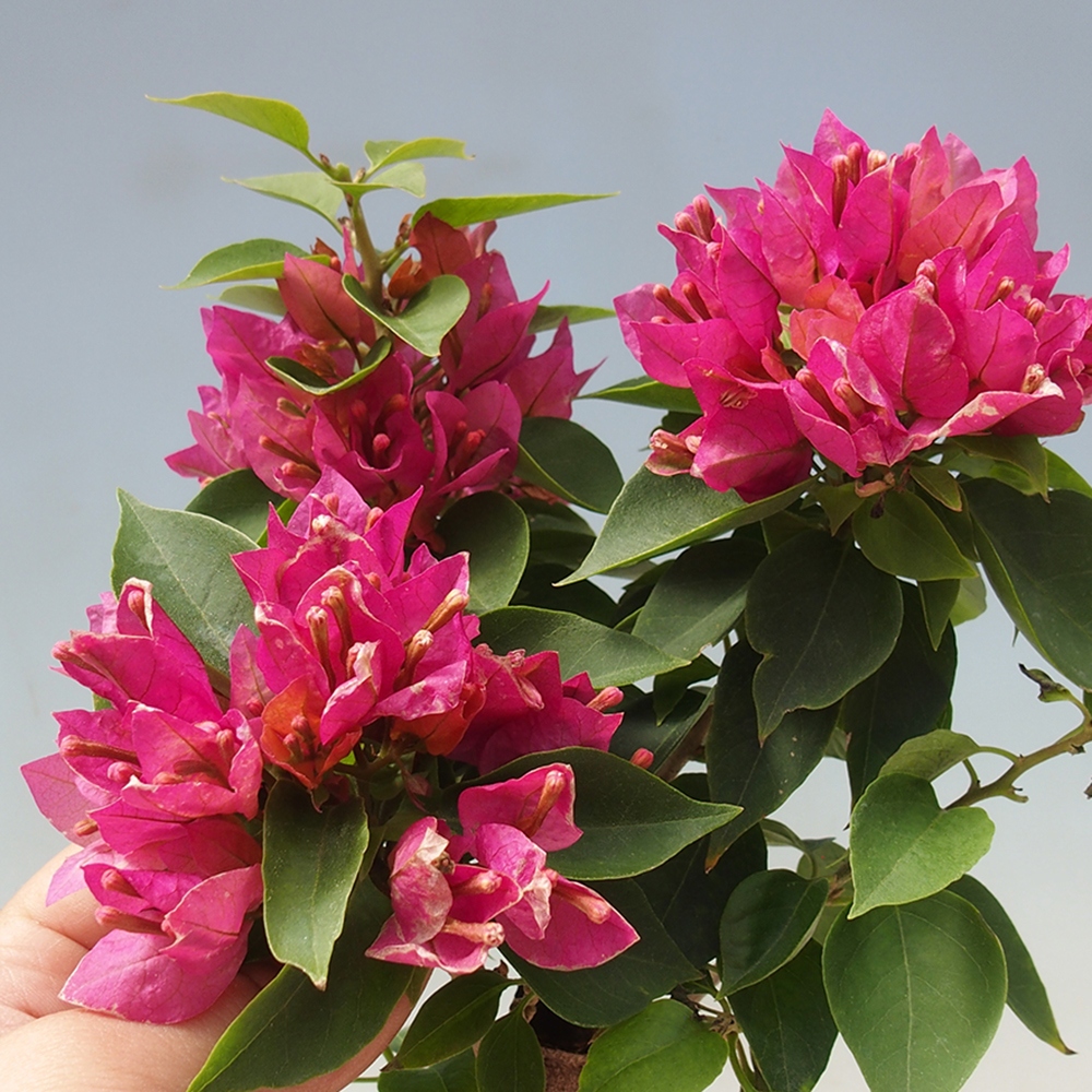 Indoor bonsai - Bouganwilea
