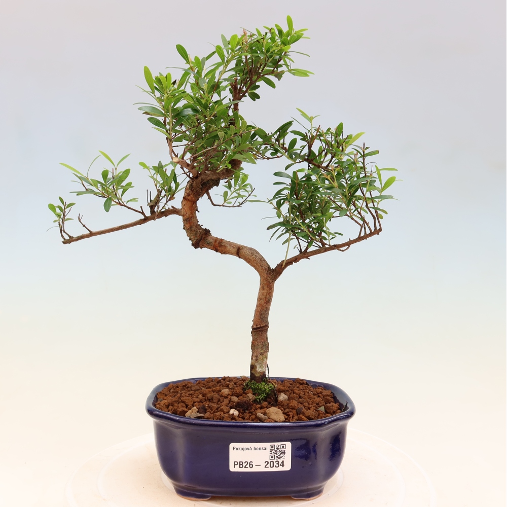 Room bonsai - Syzygium - Pimento