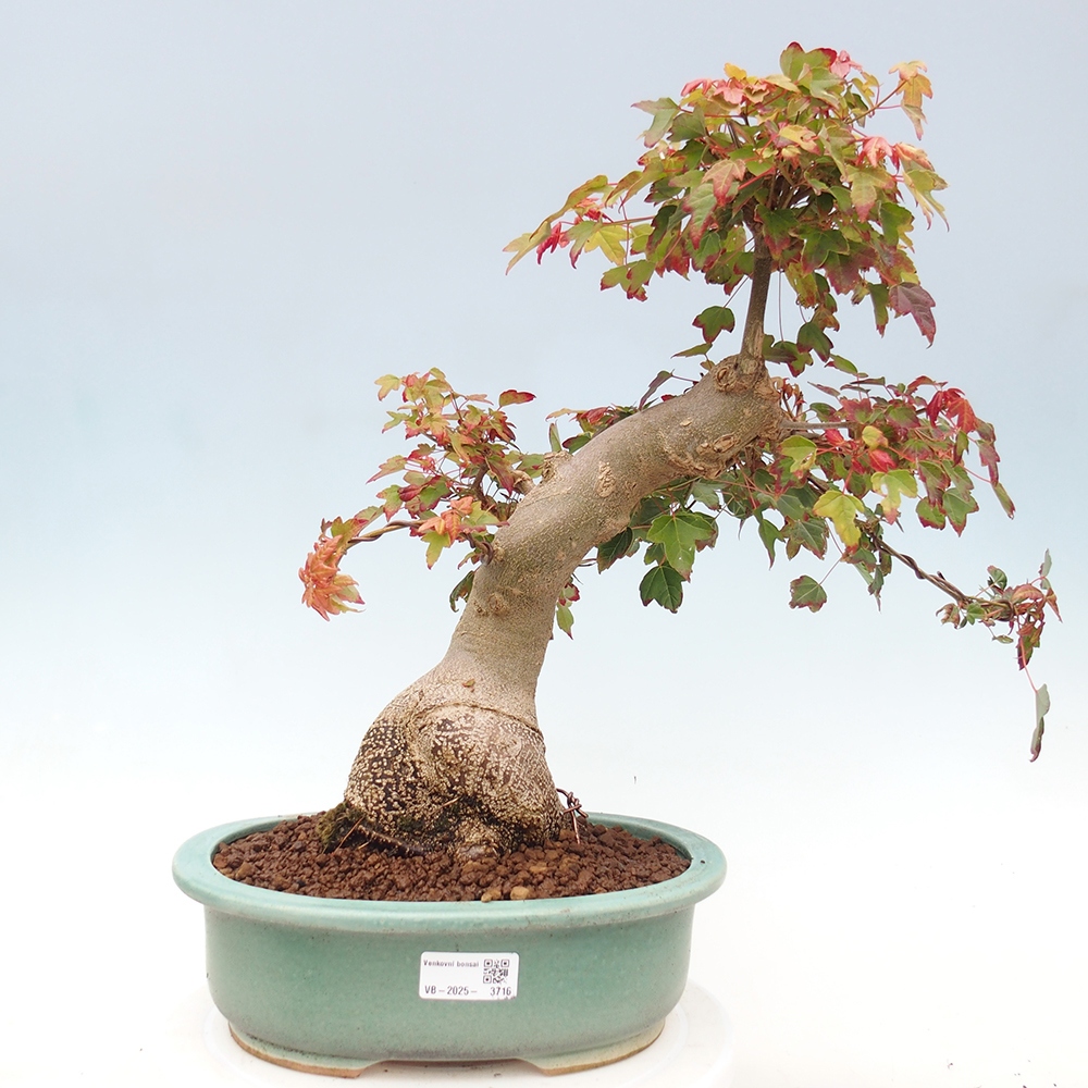 Outdoor bonsai - Maple Buergerianum - Burger Maple
