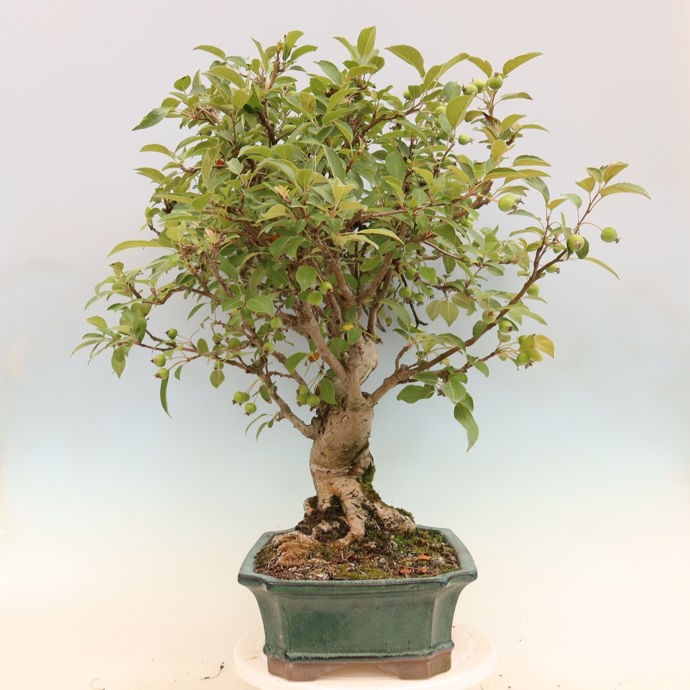 Outdoor bonsai -Malus halliana - Small-fruited apple tree