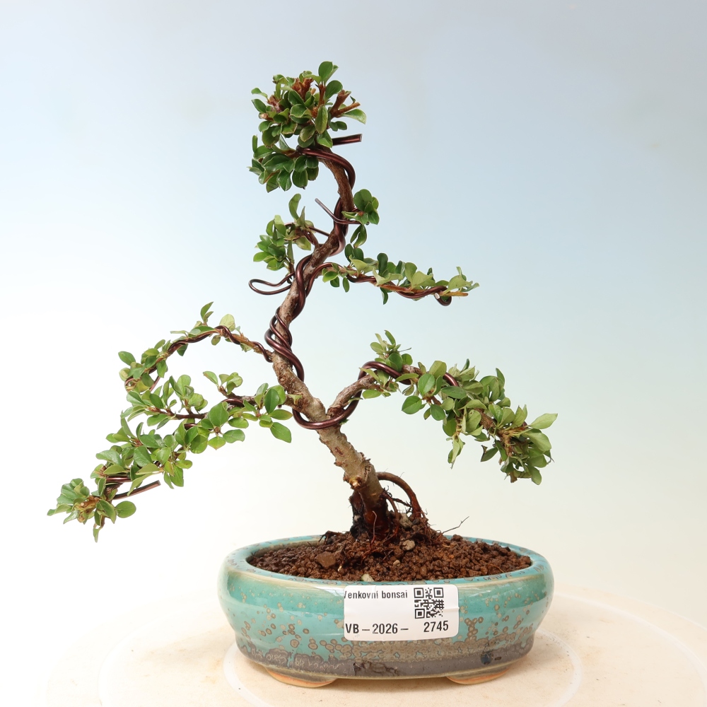 Outdoor bonsai - Cotoneaster horizontalis - Rocky Mountain