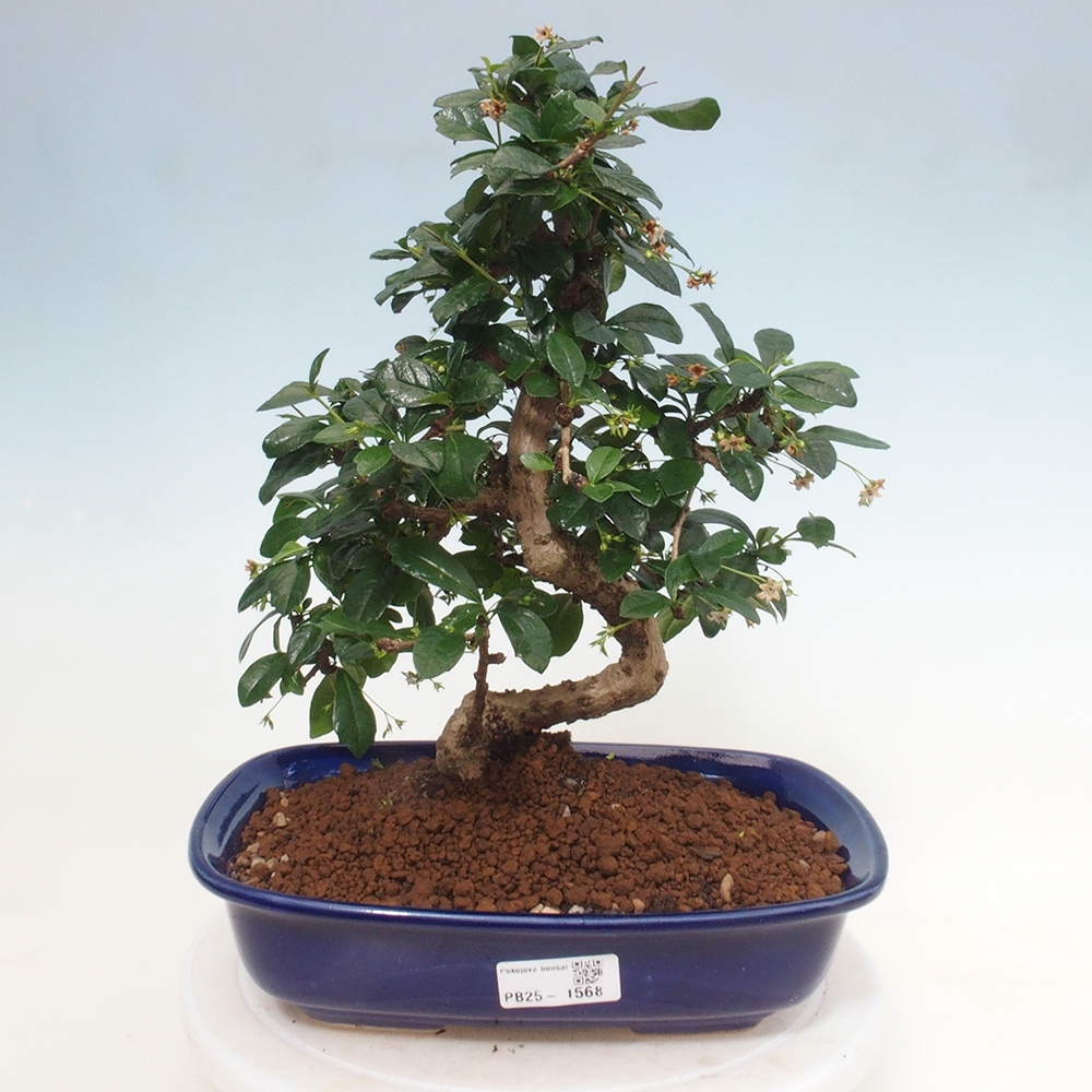 Room bonsai - Carmona macrophylla - Tea fuki