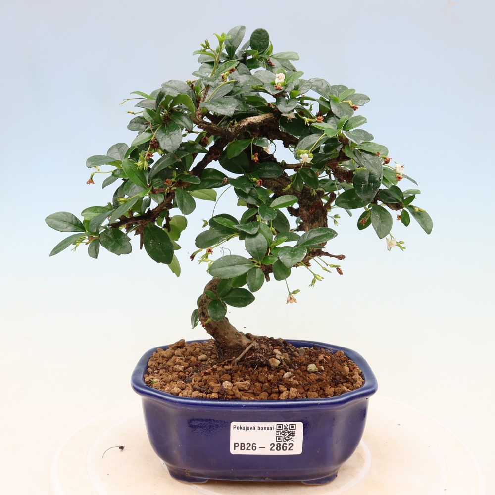 Room bonsai - Carmona macrophylla - Tea fuki