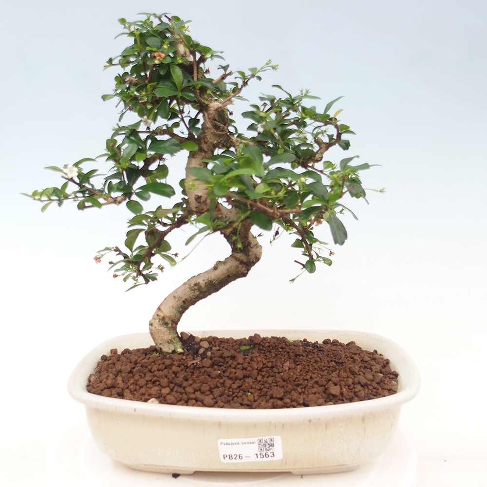 Room bonsai - Carmona macrophylla - Tea fuki