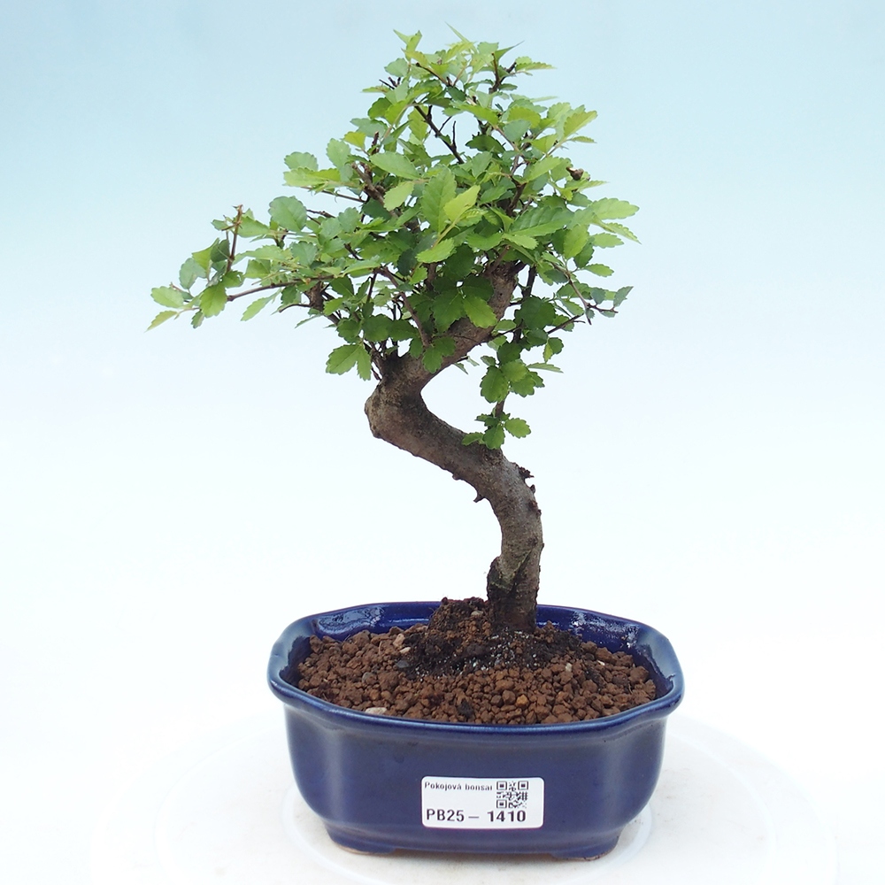Room Malolistý elm bonsai