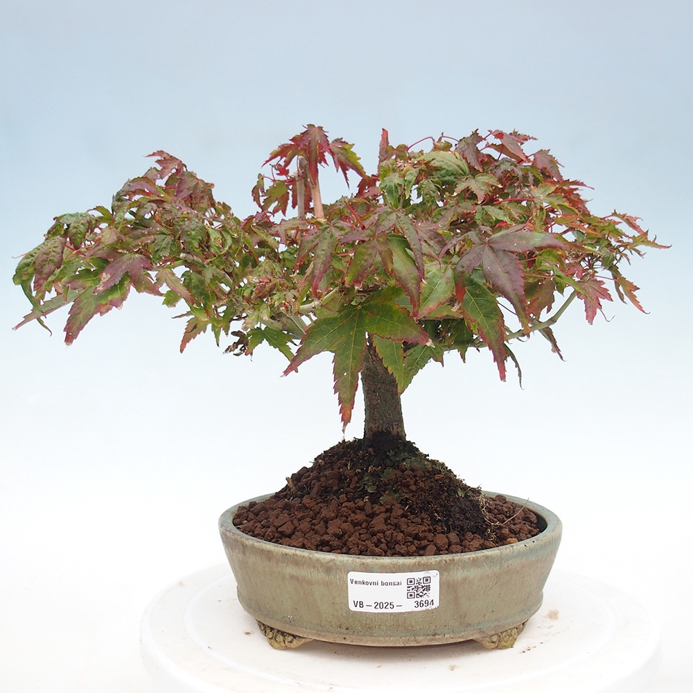 Acer palmatum KIOHIME - Palmetto maple