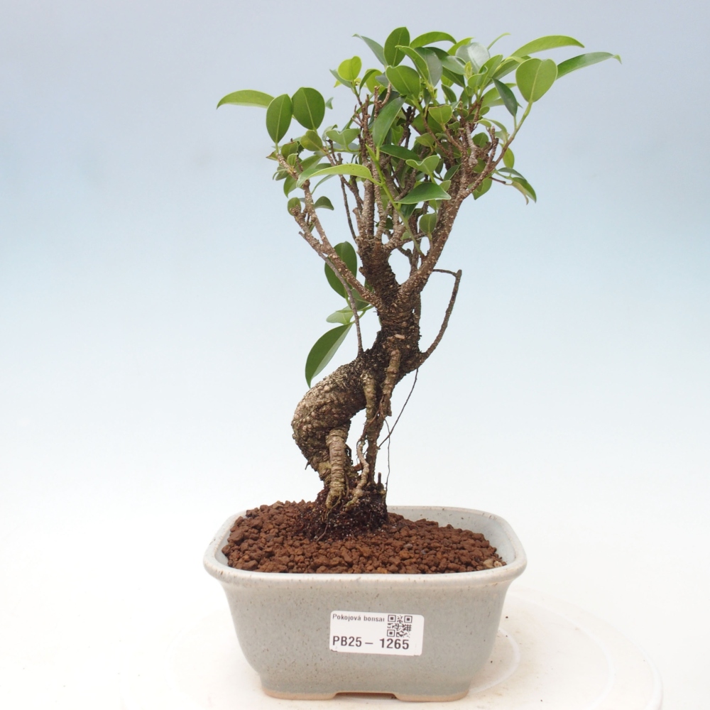 Indoor bonsai - Ficus retusa - small-leaved ficus