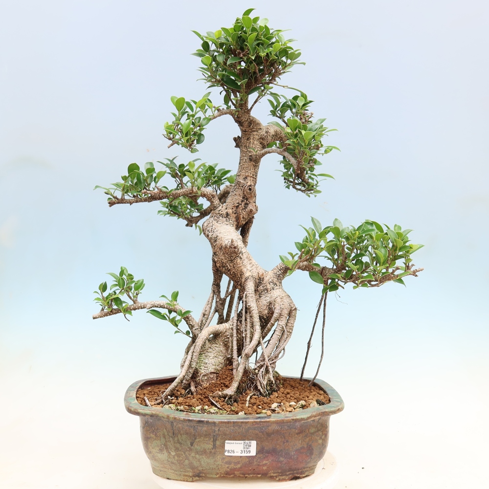 Room bonsai - Ficus kimmen - small-leaved ficus
