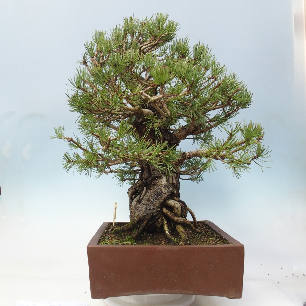 Outdoor bonsai - Pinus sylvestris - Pinus sylvestris