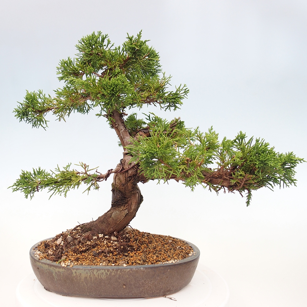 Outdoor bonsai - Juniperus chinensis Itoigawa - Chinese juniper