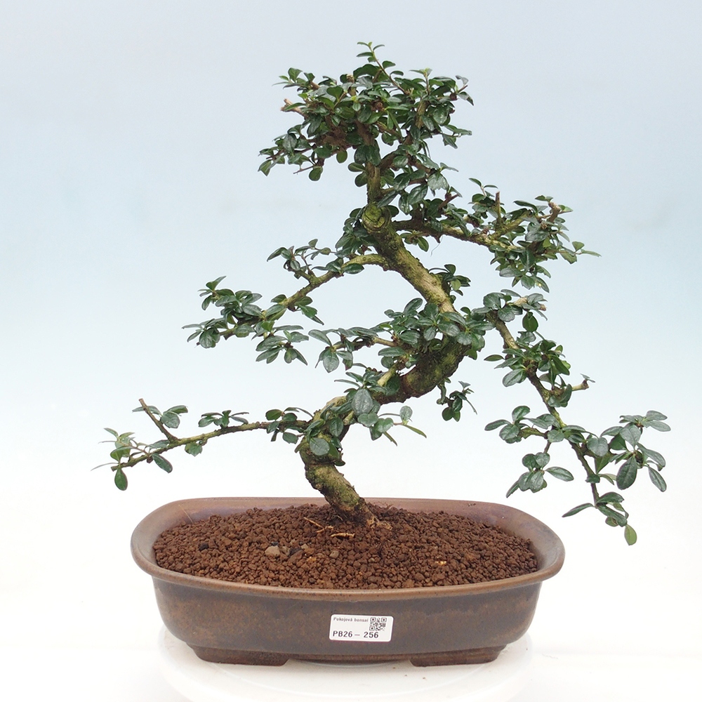 Room bonsai - Carmona macrophylla - Tea fuki