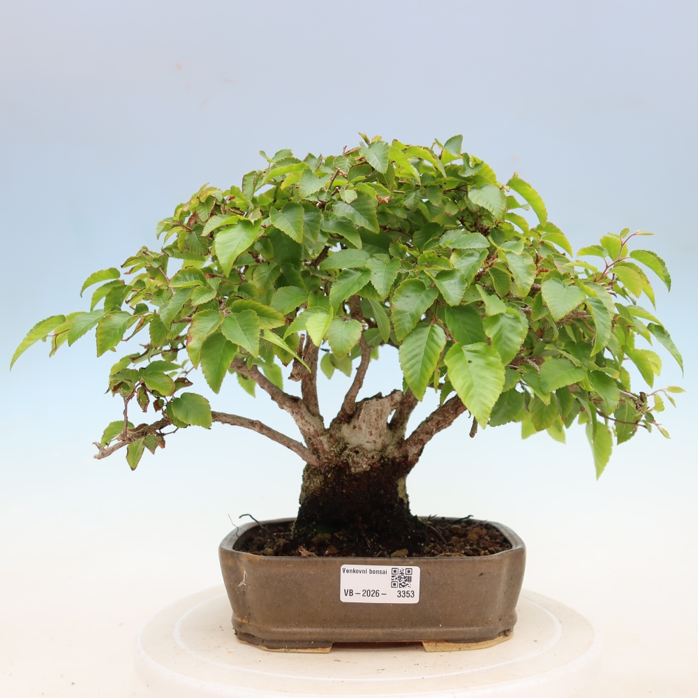 Outdoor bonsai -Carpinus coreana - Korean Hornbeam