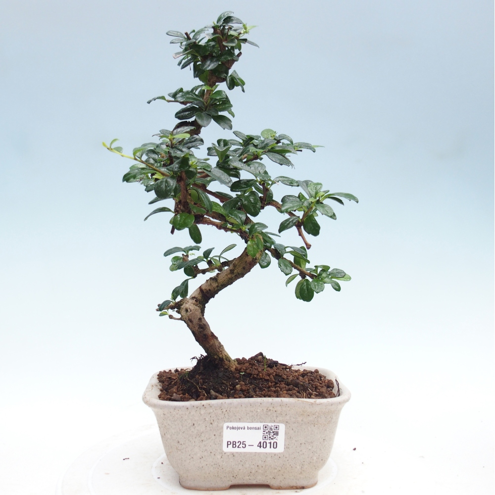 Room bonsai - Carmona macrophylla - Tea fuki