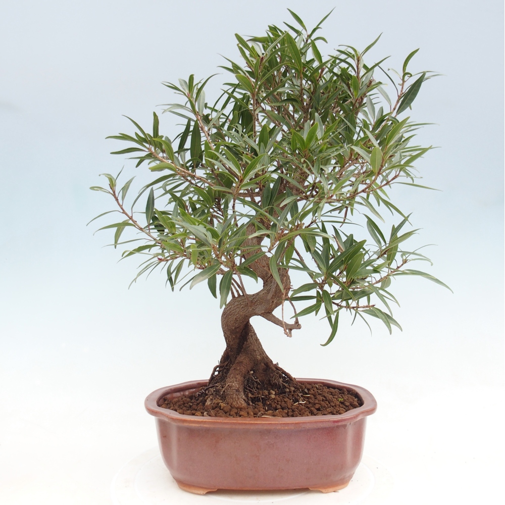 Room bonsai - Ficus nerifolia - small-leaved ficus