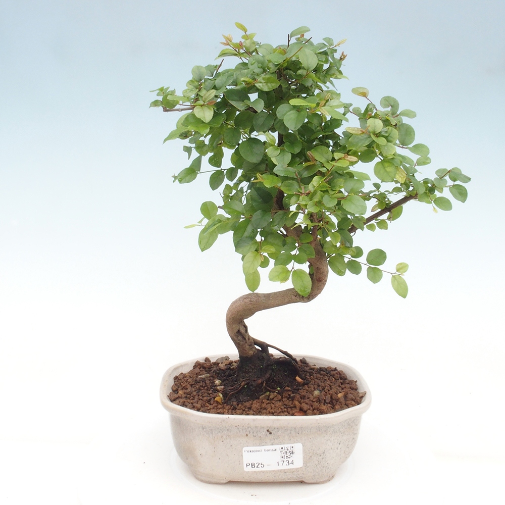 Indoor bonsai - Sagerécie thea - Sagerécie thea