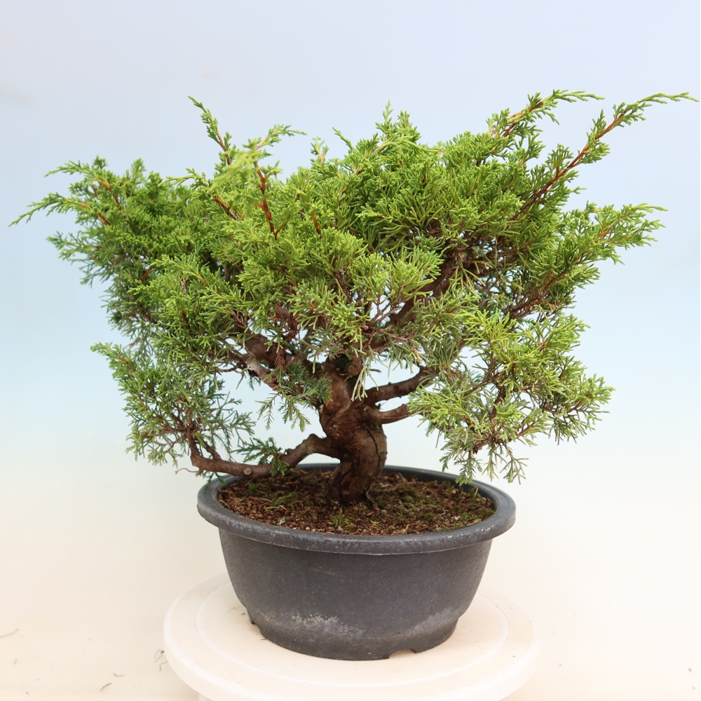 Outdoor Bonsai - Juniperus chinensis Itoigawa - Chinese Juniper