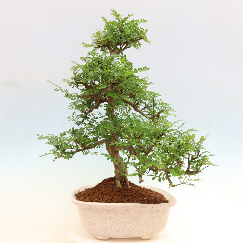Room bonsai - Zantoxylum piperitum - pepper tree