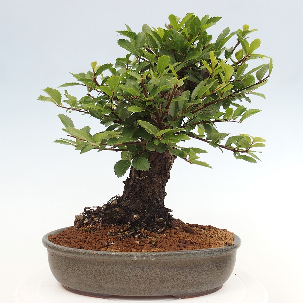 Outdoor bonsai - Zelkova - Zelkova NIRE