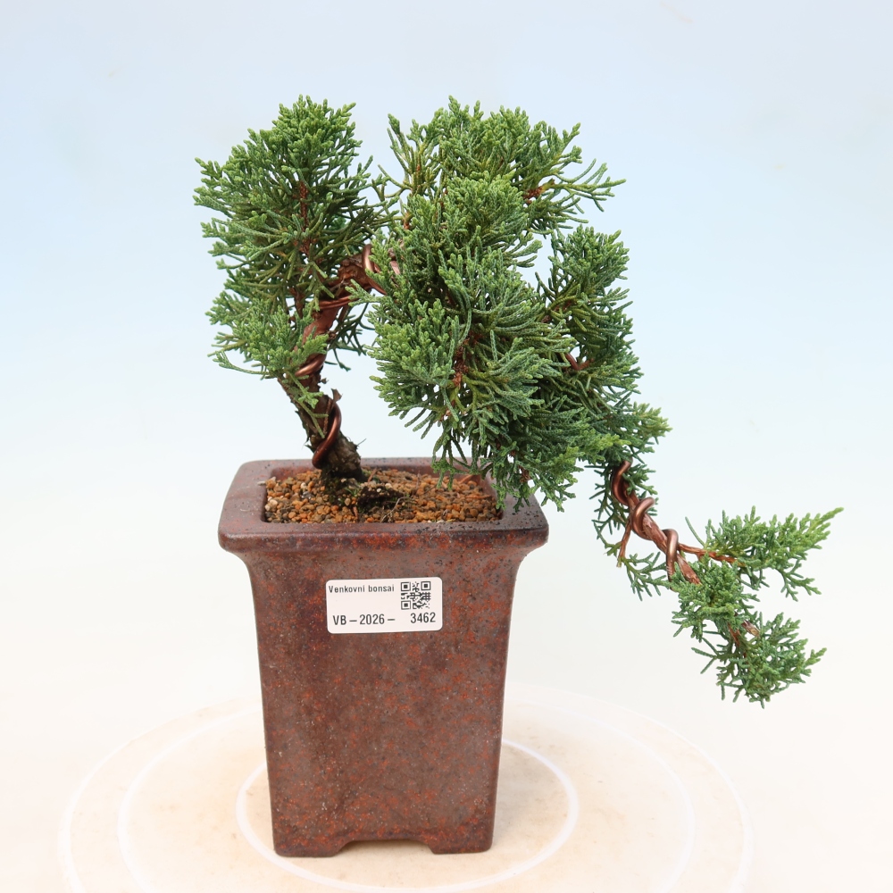 Outdoor bonsai - Juniperus chinensis Kishu
