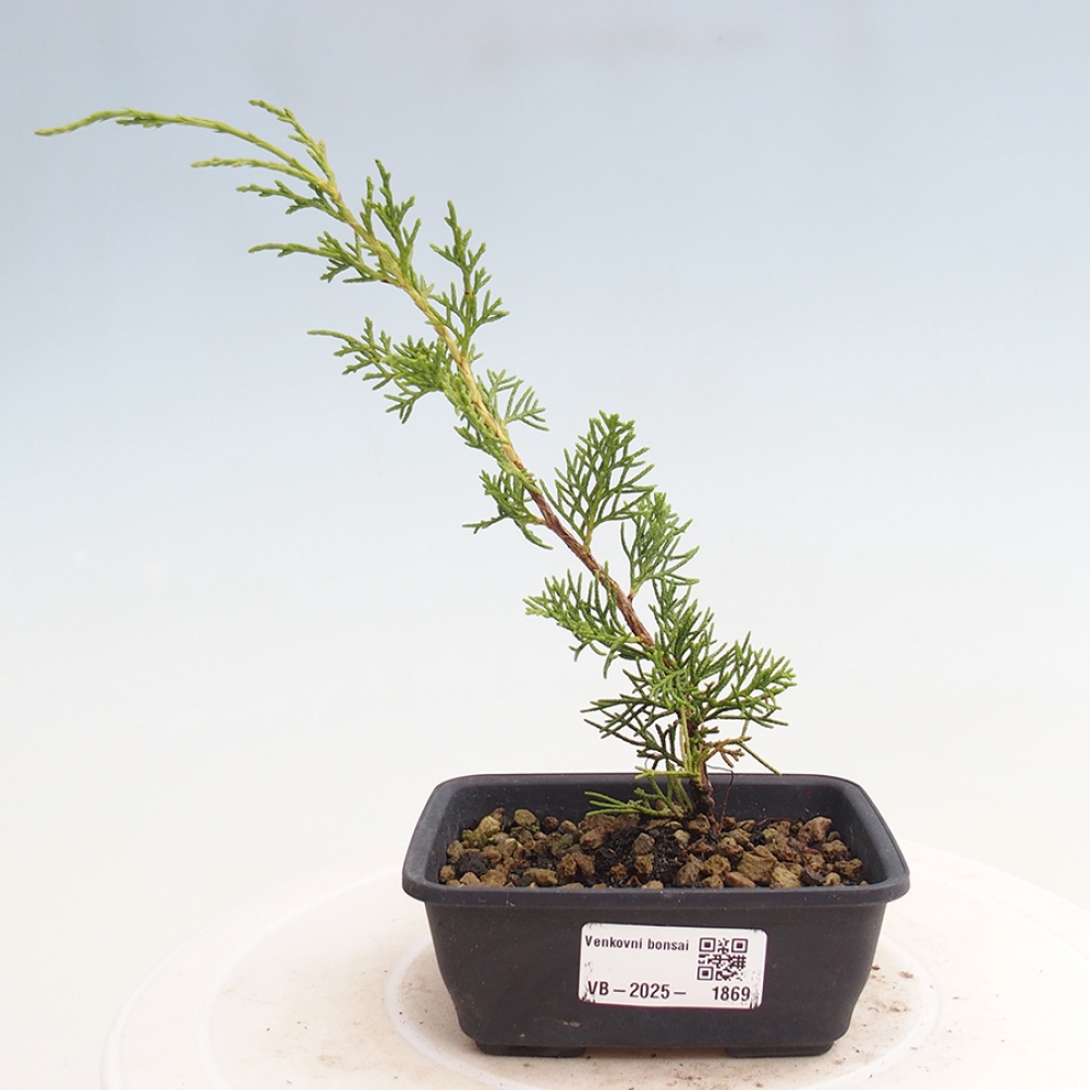 Outdoor bonsai - Juniperus chinensis Itoigawa - Chinese juniper