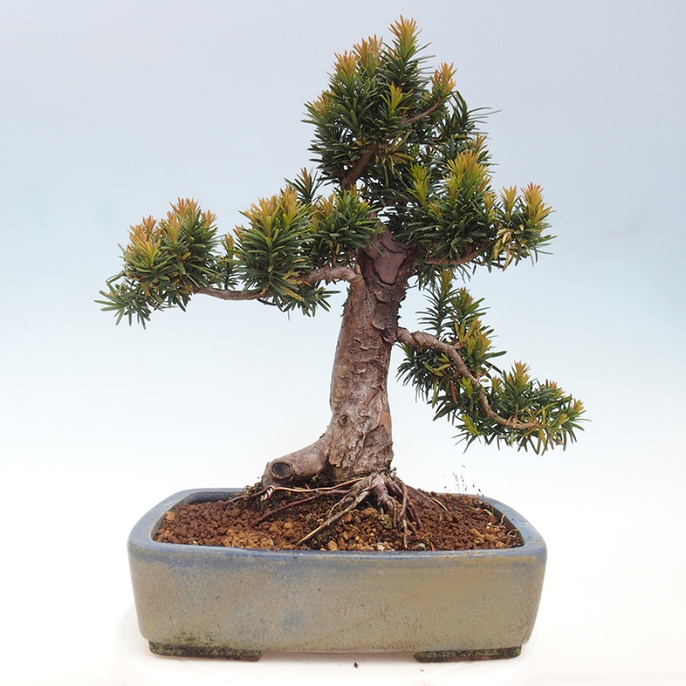 Outdoor bonsai - Taxus cuspidata - Japanese yew