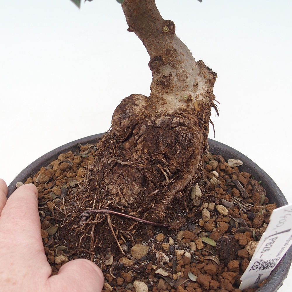 Indoor bonsai - Olea europaea sylvestris