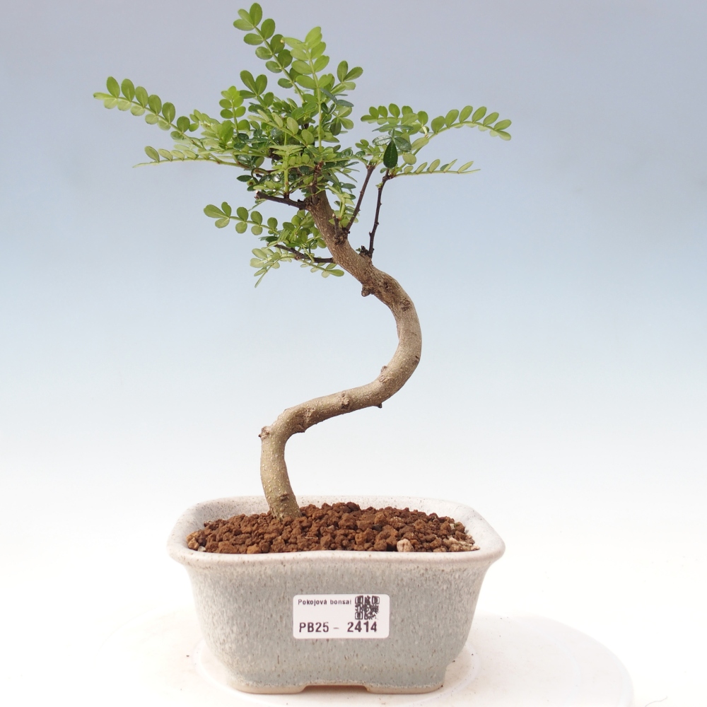 Indoor bonsai - Zantoxylum piperitum - Peppermint