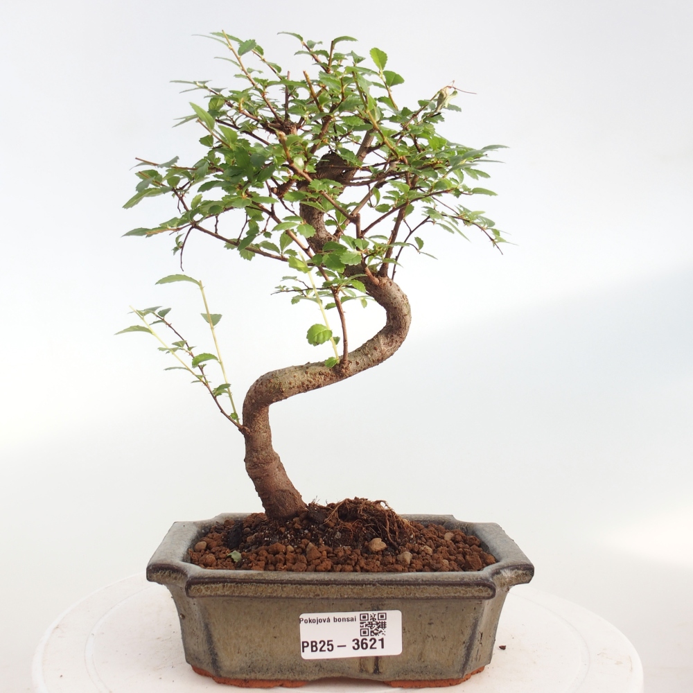 Room bonsai - Ulmus parvifolia - Small-leaved elm