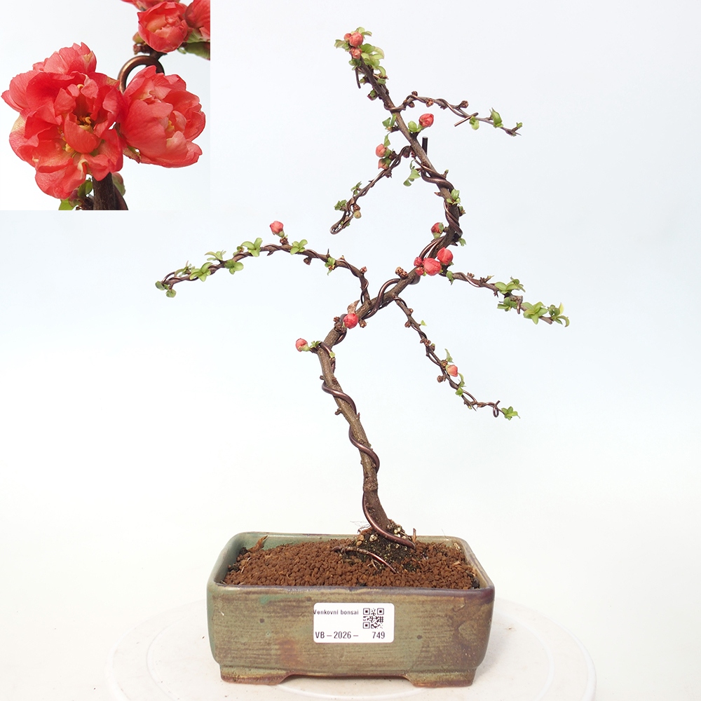 Outdoor bonsai - Chaneomeles s. Red Joy - Quince
