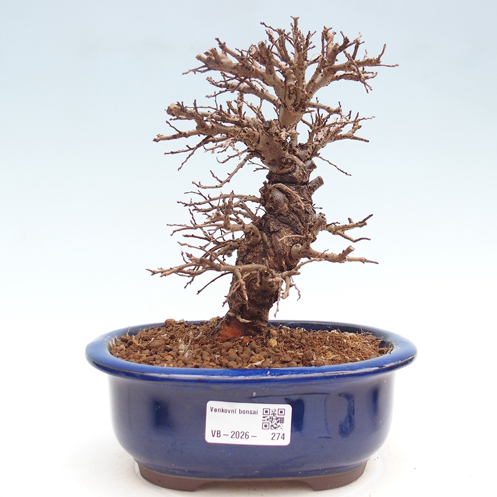 Outdoor bonsai - Zelkova - Zelkova NIRE