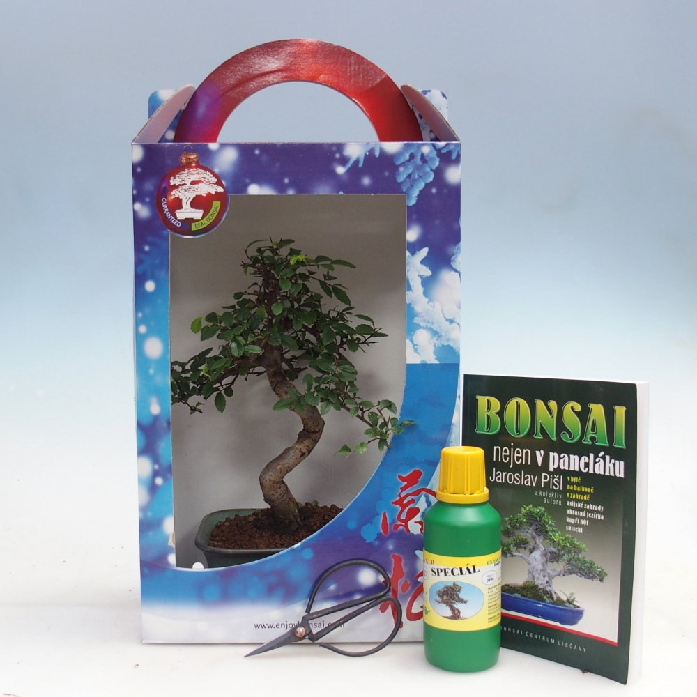 Ulmus parvifolia - Chinese elm