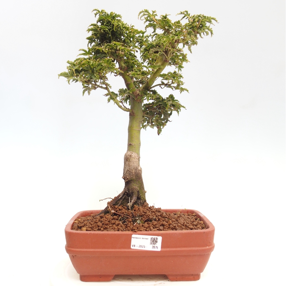 Outdoor bonsai - Acer palmatum Shishigashira maple