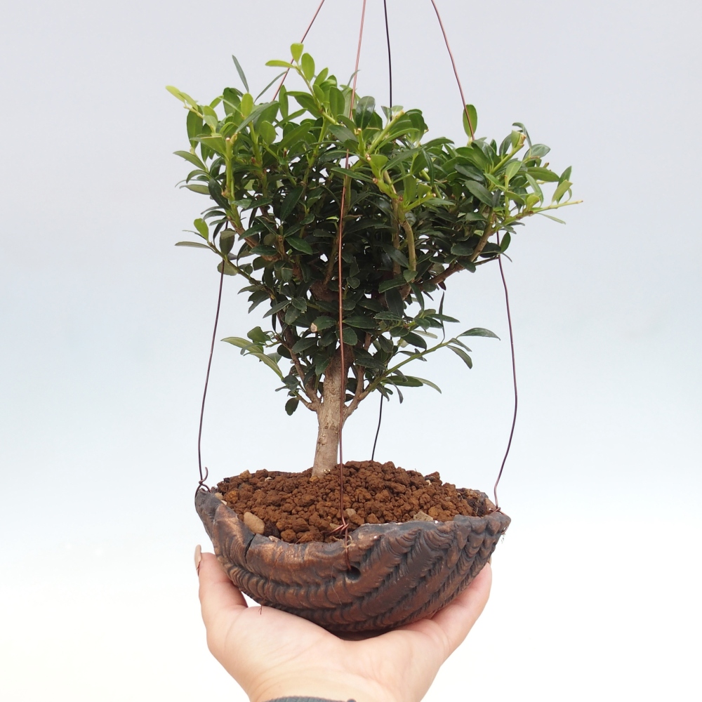 Kokedama in ceramic - Ilex crenata - Holly
