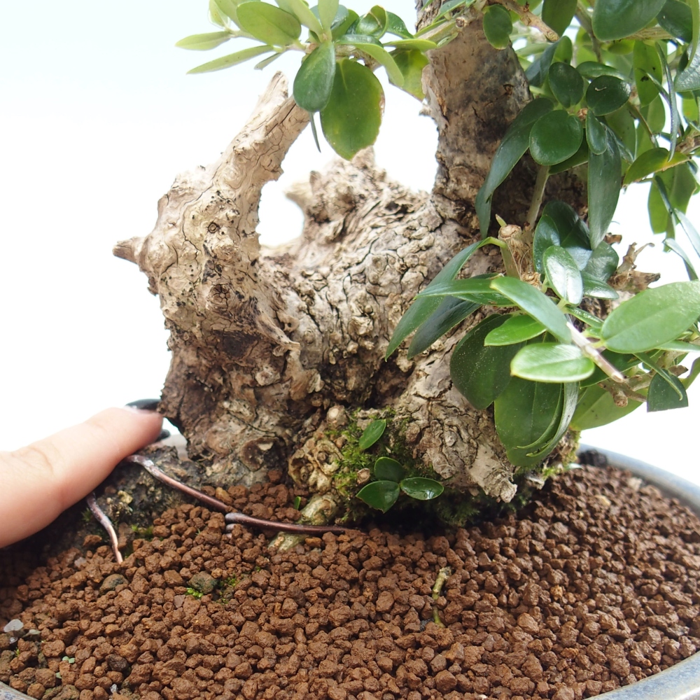 Indoor bonsai - Olea europaea sylvestris - European small-leaved olive oil