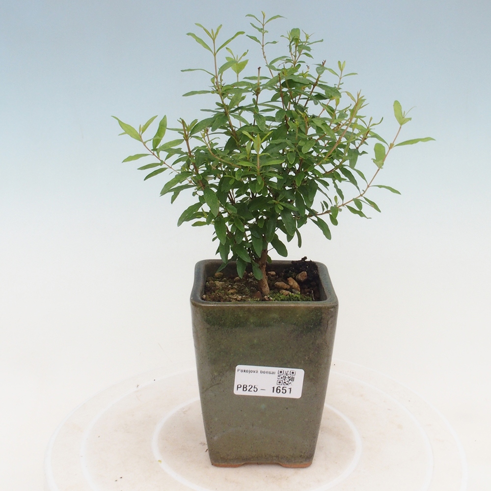 Room bonsai-PUNICA granatum -Pomegranate