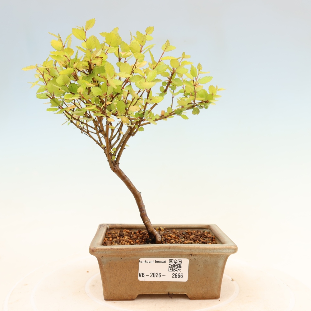 Outdoor Bonsai - Dwarf Birch - Betula NANA Golden Treasure
