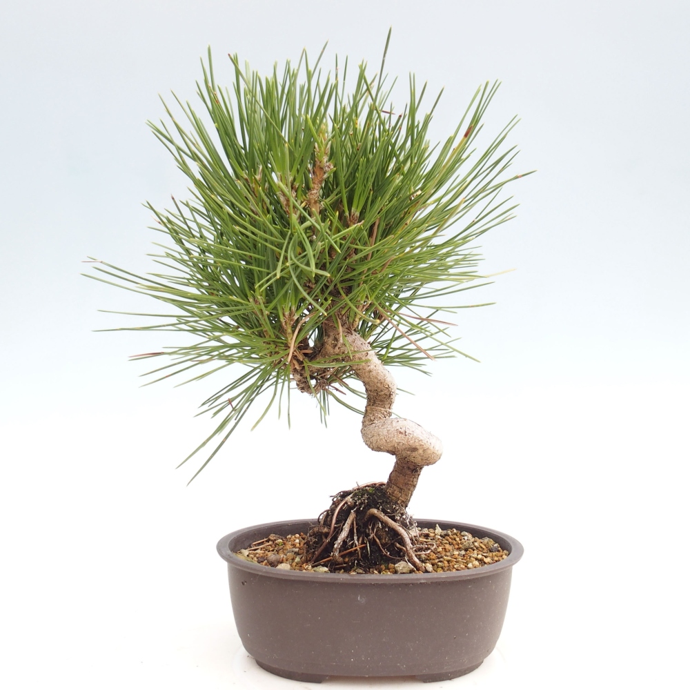Outdoor bonsai - Pinus thunbergii - Thunbergia pine