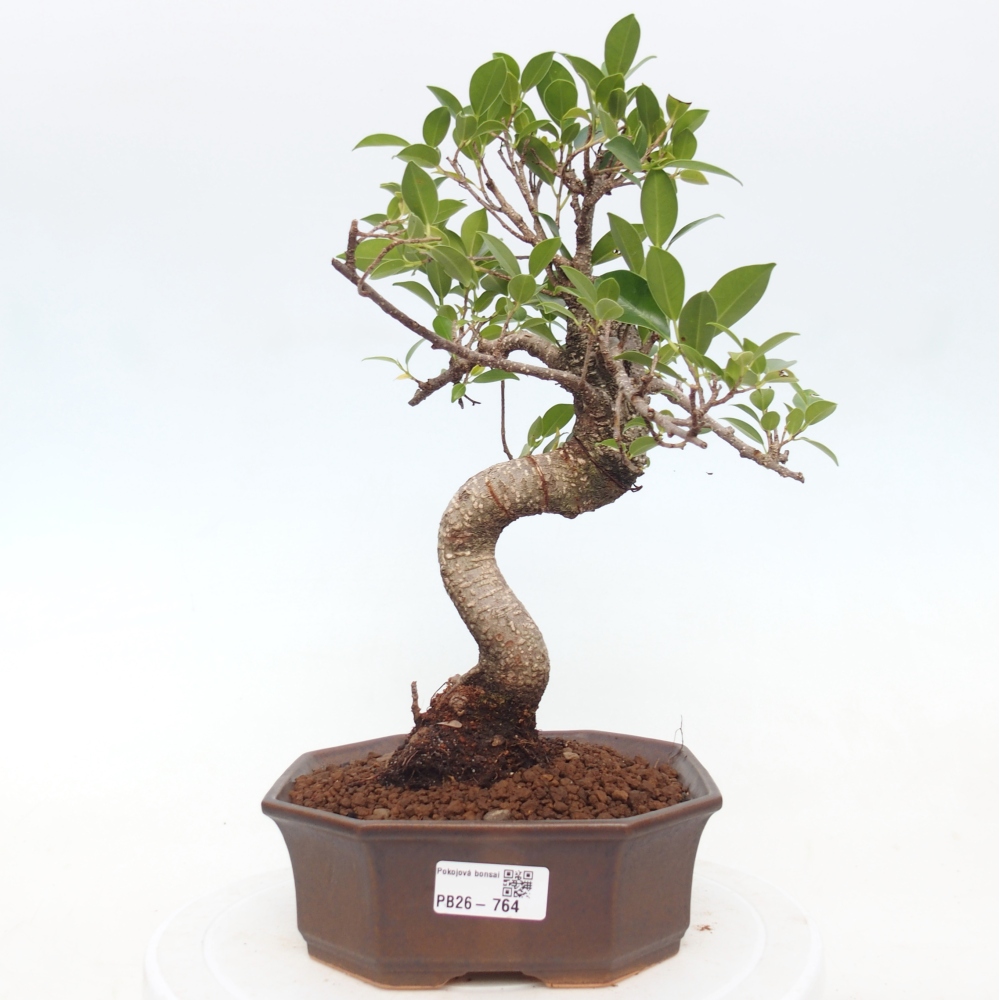 Room bonsai - Ficus retusa - small-leaved ficus