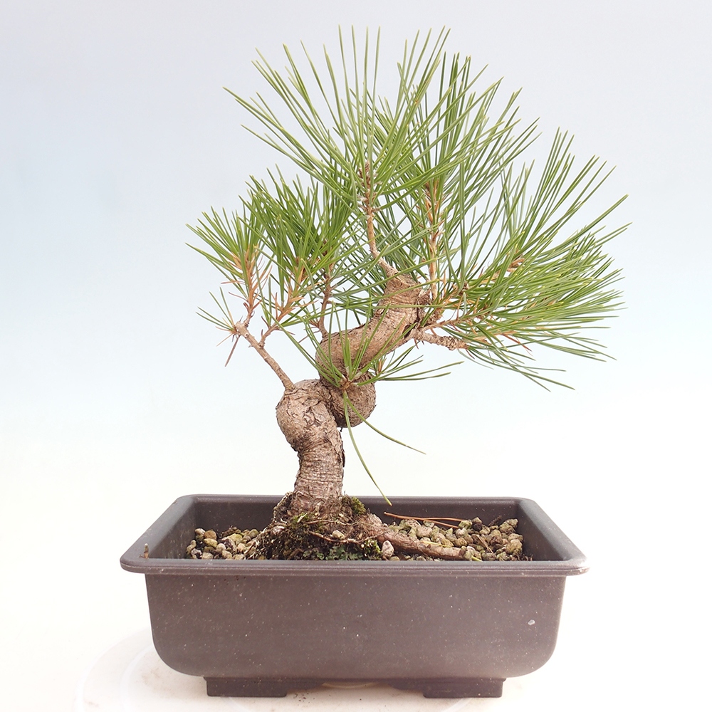 Outdoor bonsai - Pinus thunbergii - Thunberg pine